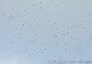 Jim Zipp's photo of a swirl of Broad-winged Hawks