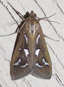 Diastictis fracturalis; a pyralid moth with silvery spots.