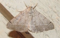 Isturgia dislocaria; a Geomtrid moth.