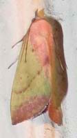 Phytometra orgiae; a small yellow and pink Noctuid moth.