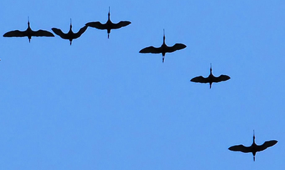 Part of the flock of White-faced Ibis overhead.  Photo by Jim Baines, used by permission.