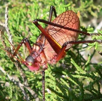 Lee Elliott's pic of a Red Katydid from Bugguide.net.