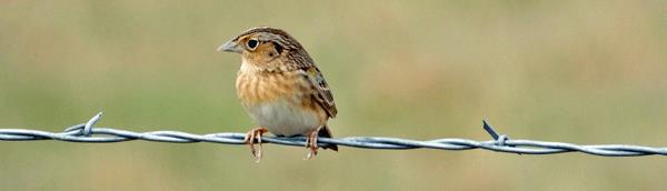 Grasshopper Sparrow courtesy of Melissa Cheatwood.
