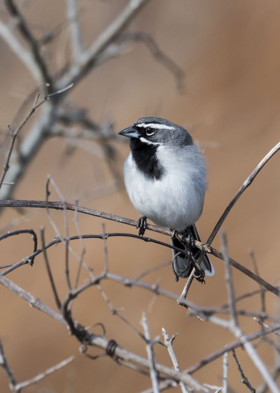 Black-throated Sparrow courtesy of Melissa Cheatwood